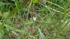 Viola kitaibeliana