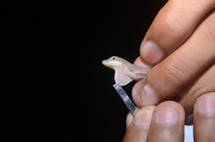 Anolis zeus