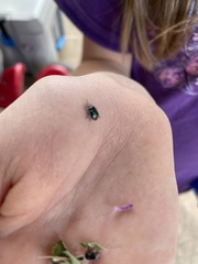 Leptinotarsa haldemani