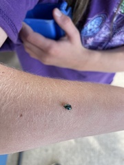 Leptinotarsa haldemani