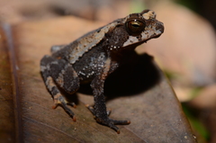 Incilius leucomyos