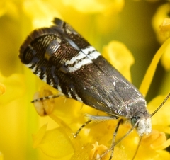 Grapholita internana