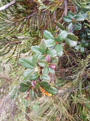 Berberis darwinii