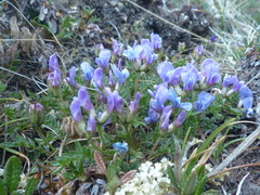 Oxytropis scammaniana