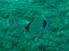 Diplodus vulgaris