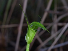 Pterostylis russellii