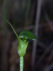 Pterostylis russellii