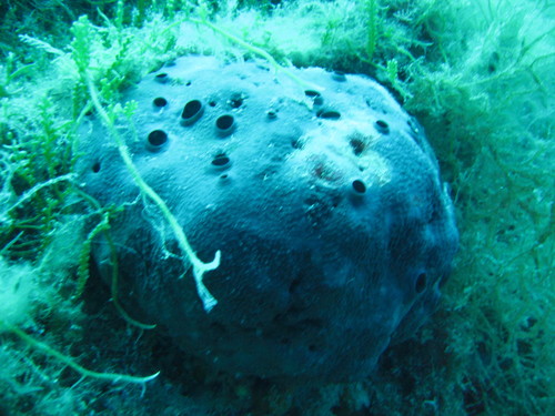 black leather sponge, Kuşadası, TR-AY, TR, photo 6 of 10