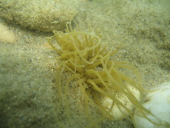 Anemonia viridis