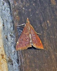 Pyrausta chrysoterma