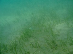 Lithognathus mormyrus