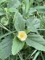 Rhynchosida physocalyx