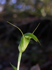 Pterostylis russellii