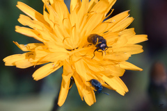 Acmaeoderella discoida
