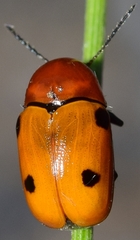 Cryptocephalus pominorum