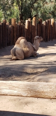 Camelus