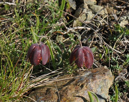 Fritillaria epirotica