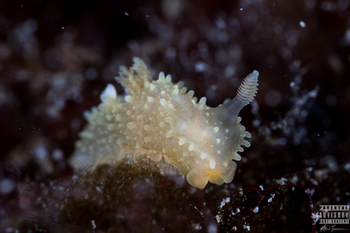 Rim-backed Nudibranch