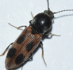 Cardiophorus bipunctatus
