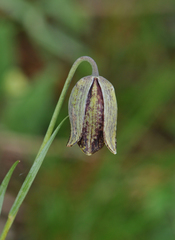 Fritillaria montana