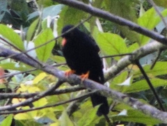 Turdus serranus