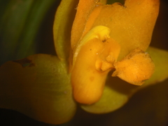 Lycaste aromatica