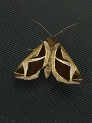 Calyptis iter