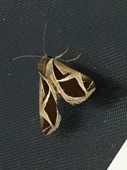 Calyptis iter