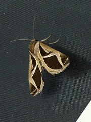 Calyptis iter