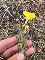 Oenothera tubicula