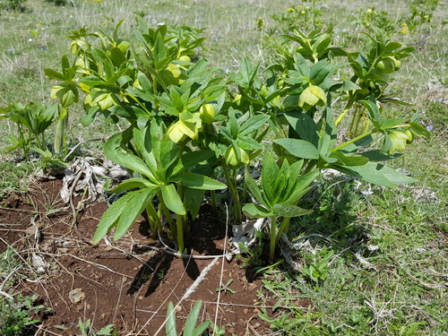 Greek hellebore (Helleborus cyclophyllus)