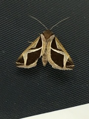 Calyptis iter