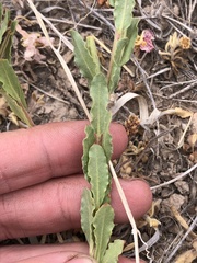 Oenothera tubicula