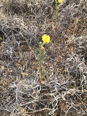 Oenothera tubicula