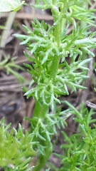 Matricaria discoidea