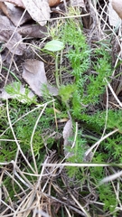 Matricaria discoidea