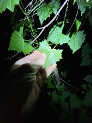 Zehneria cunninghamii