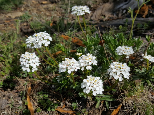 evergreen candytuft (Iberis sempervirens)
