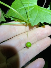 Zehneria cunninghamii