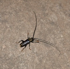 Juiaparus batus lacordairei