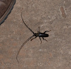 Juiaparus batus lacordairei