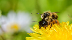 Osmia bicornis