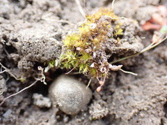 Tortula caucasica