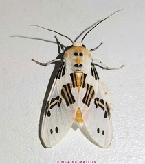 Idalus daga