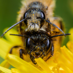 Osmia bicornis