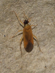 Phylus melanocephalus