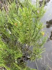 Hypericum fasciculatum