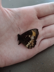 Pedaliodes boyacensis