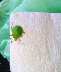 Chlorocoris distinctus