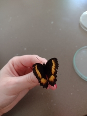 Pedaliodes boyacensis